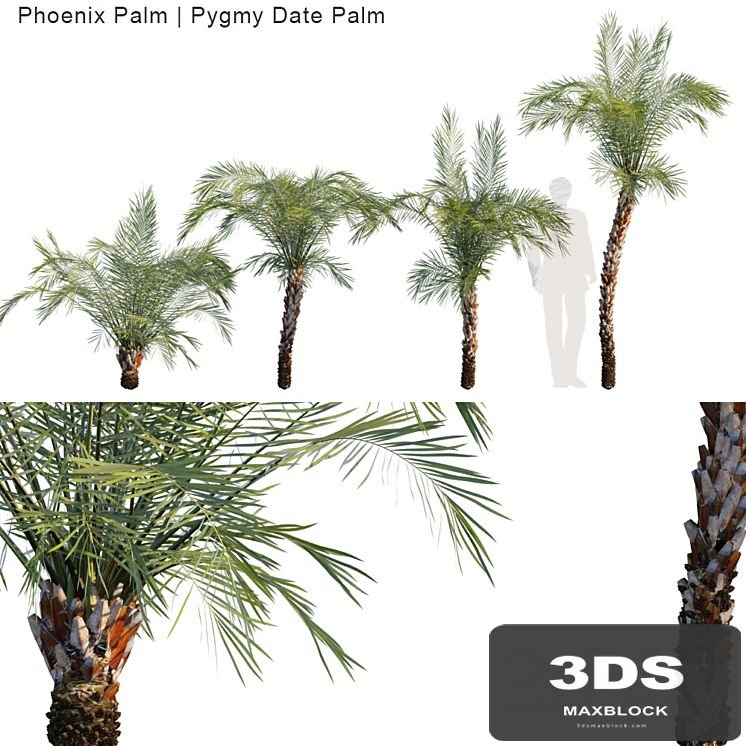 Phoenix Palm | Pygmy date palm