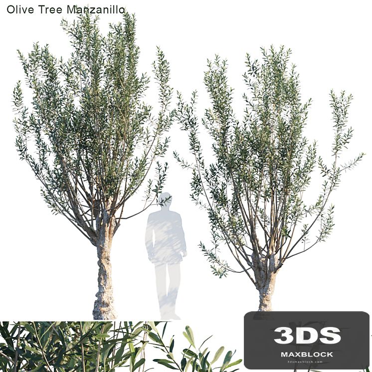 Olive tree manzanillo