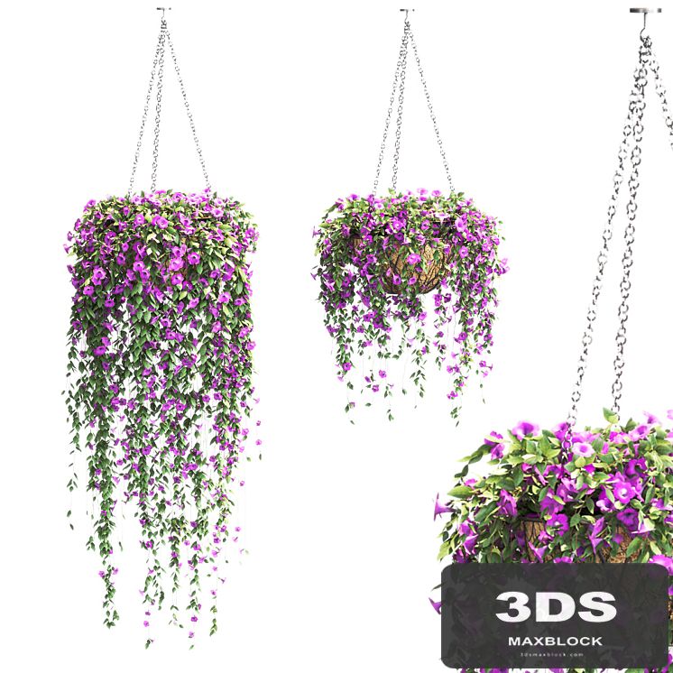 Petunia in hanging pots. 2 models