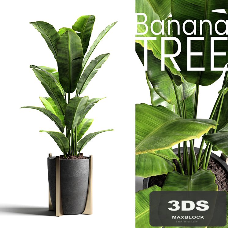 Banana tree 2