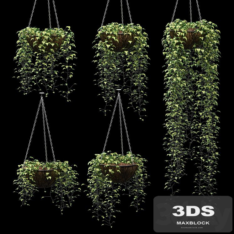 Ivy in pots. 5 models