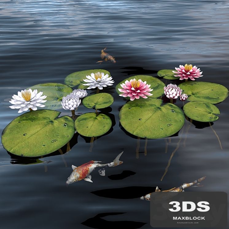 waterlily 2