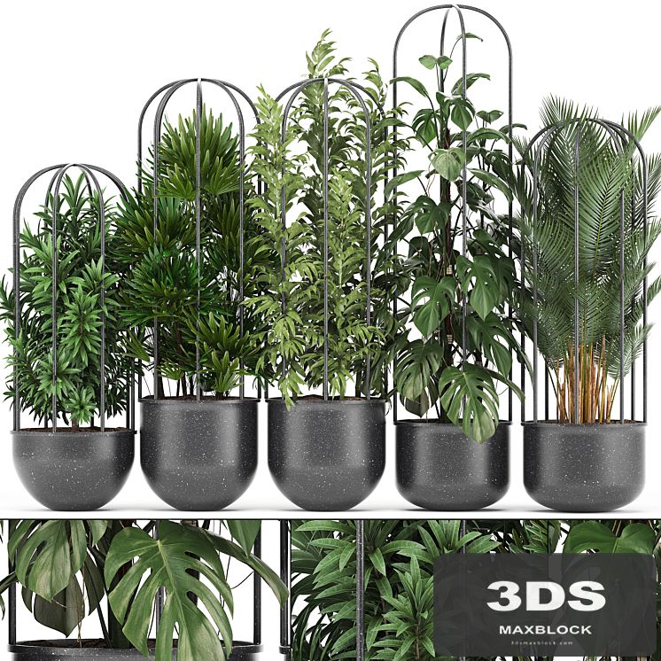 Plant collection 329. Black pot, flowerpot, loft, palm tree, monstera, rapis, bamboo, interior, indoor, bushes, exotic, tropical, industrial style, metal flowerpot, Raphis palm