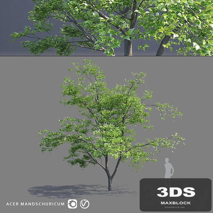 Maple Manchurian tree | Acer mandschuricum