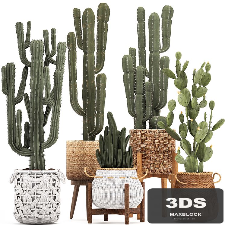 Collection of plants 330. Basket rattan, prickly pear, indoor cactus, white basket, carnegia, Prickly pear, desert plants, eco design, wicker