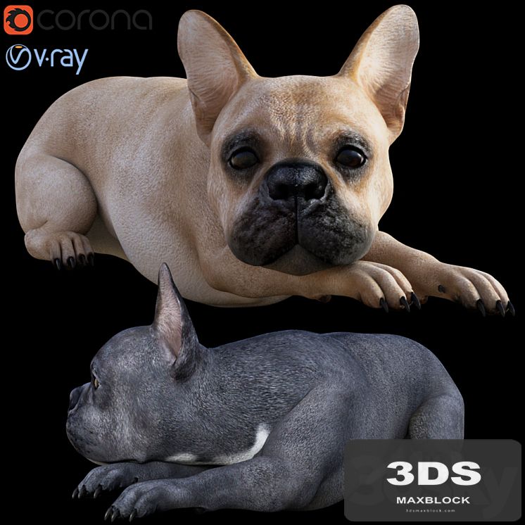 Dog_Bull