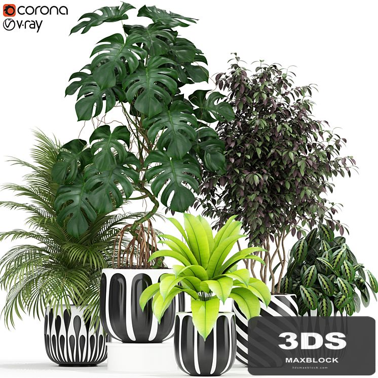 Plants collection 179