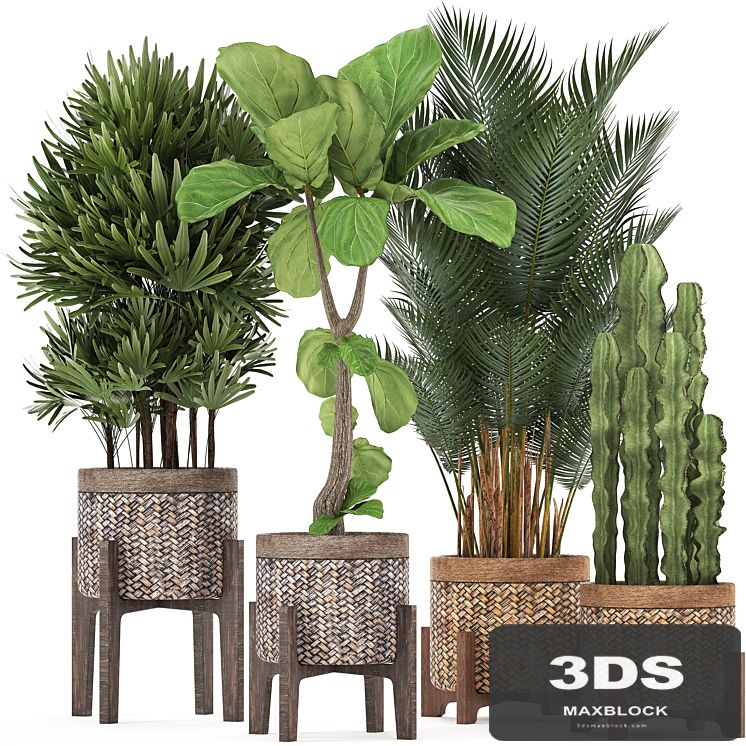 Plant collection 337. Basket, rattan, ficus lyrata, rapis, hovea, cactus, interior plants, eco design, natural materials, Raphis palm, Howea