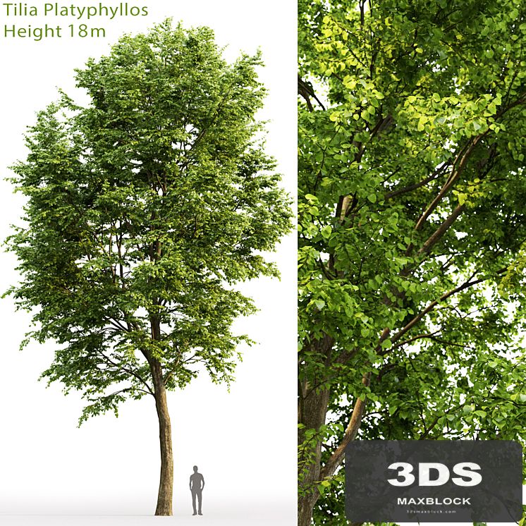 Tilia platyphyllos