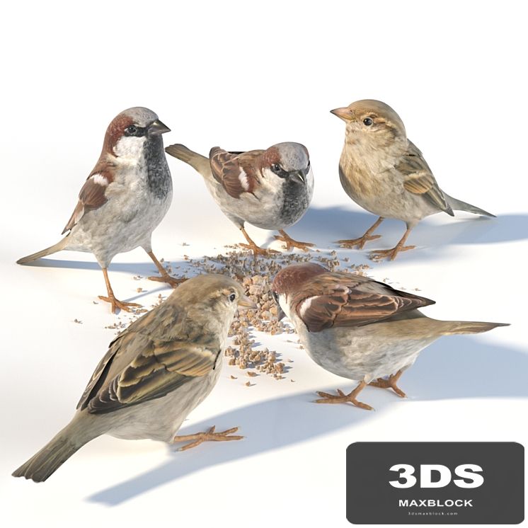 House Sparrow / 1