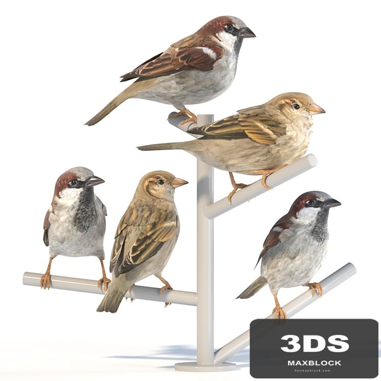 House Sparrow / 2