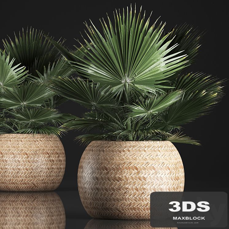 Fan palm in a basket 339. Interior palm tree, basket, rattan, brachea, eco design, natural decor