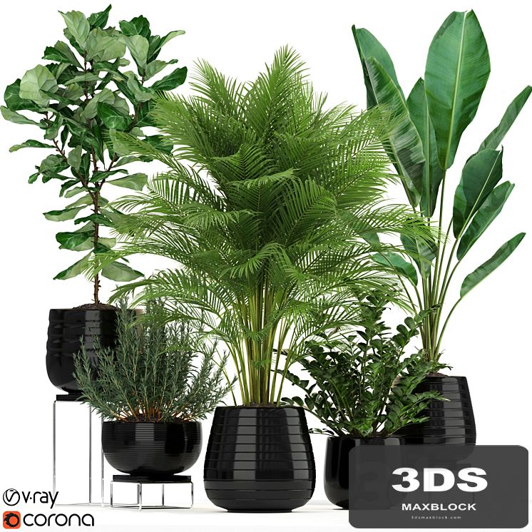 Plants collection 180