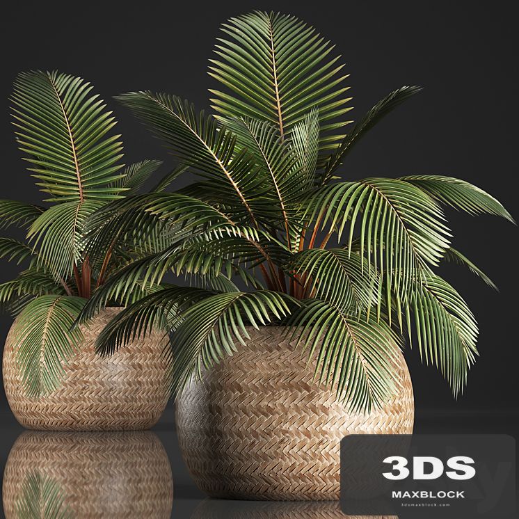 Plant Coconut palm 340. Small palm, basket, rattan, indoor, interior, eco design, natural decor