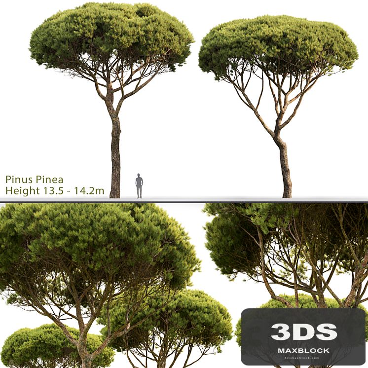Pine