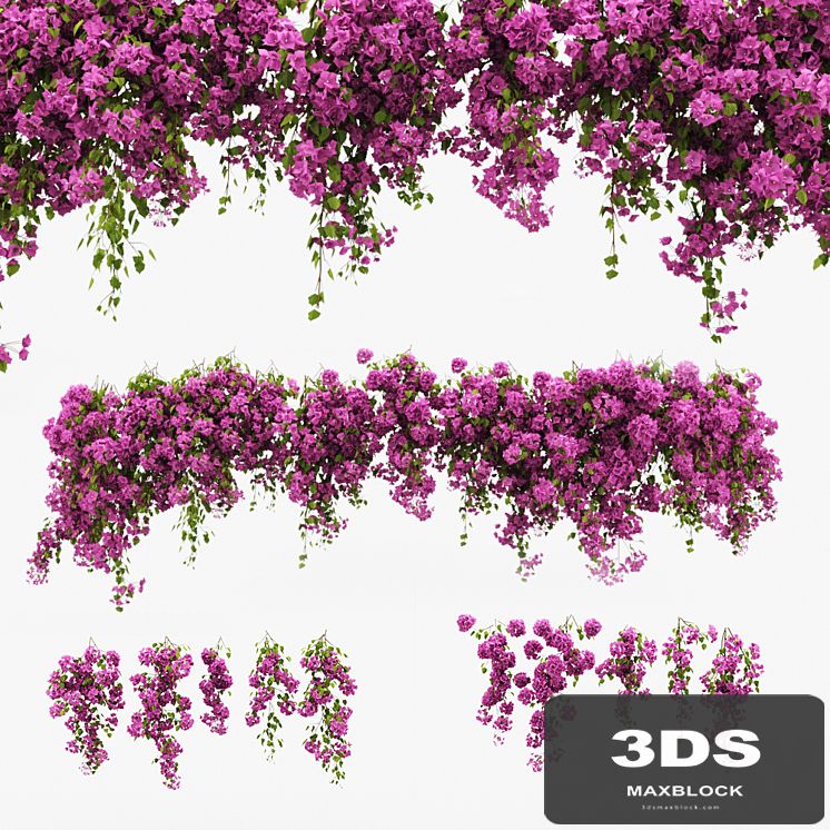 Bougainvillea climber