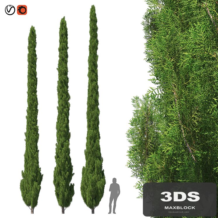 Cupressus 9-10m
