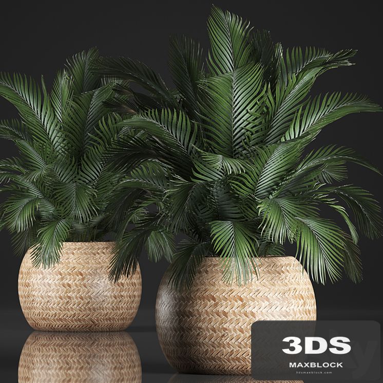 Plant collection 341. Basket, rattan, indoor palm, interior, eco design, natural decor