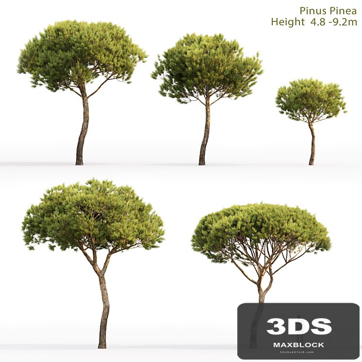 Pine