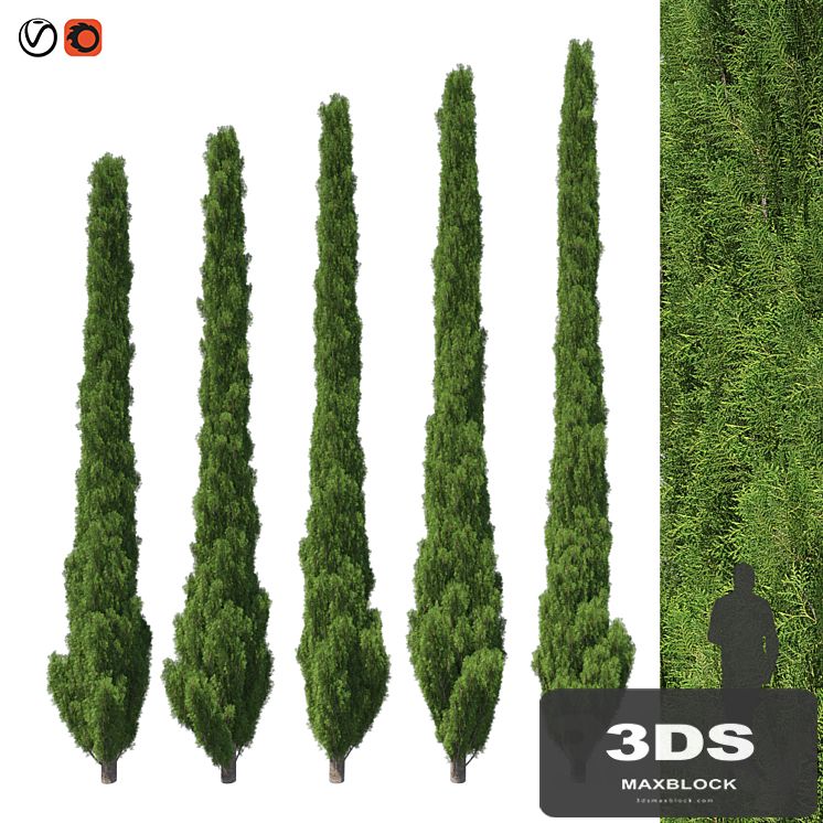 Cupressus 5-6m