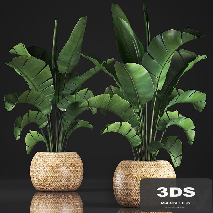 Plant collection 345. Banana palm. Basket, rattan, indoor banana, strelitzia, eco design, bush
