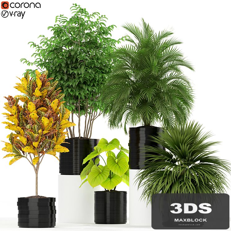 Plants collection 183