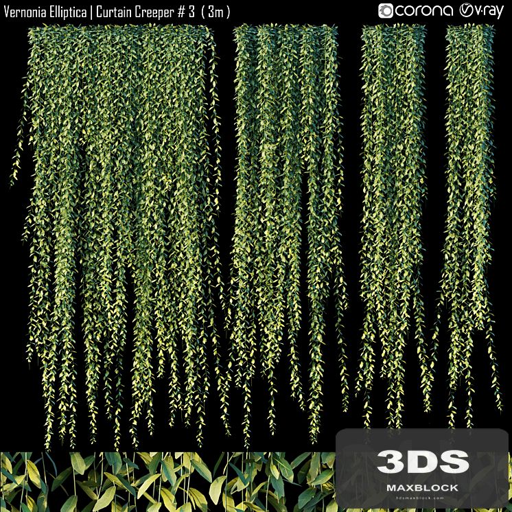 Vernonia Elliptica | Curtain Creeper # 3 (3m)