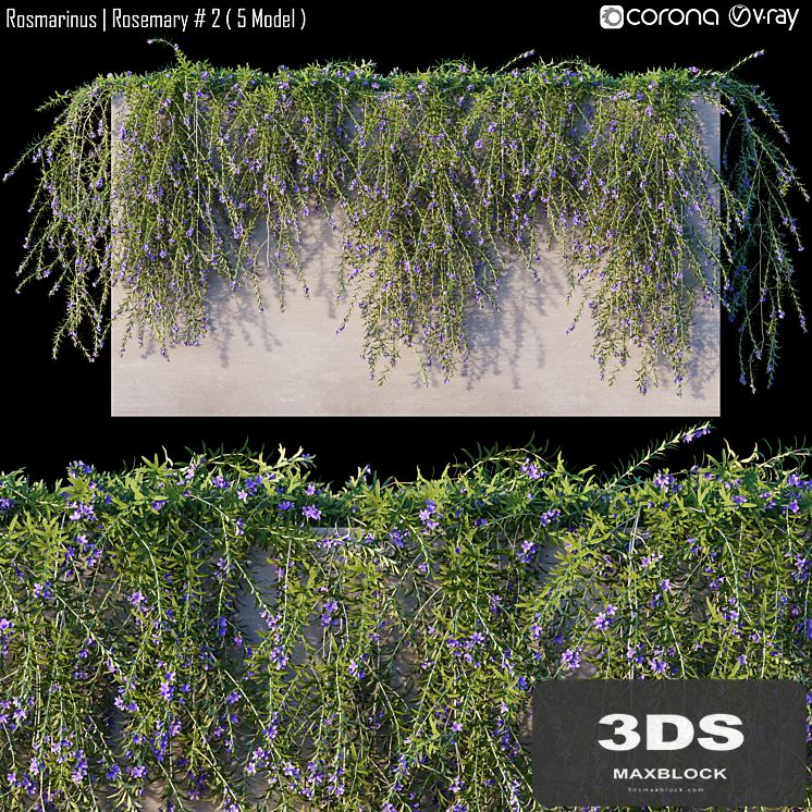 Rosmarinus | Rosemary # 2 (5 Model)