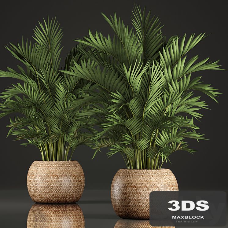 Collection of plants Howea 346. Hovea, kentia, basket, rattan, indoor palm tree, eco design