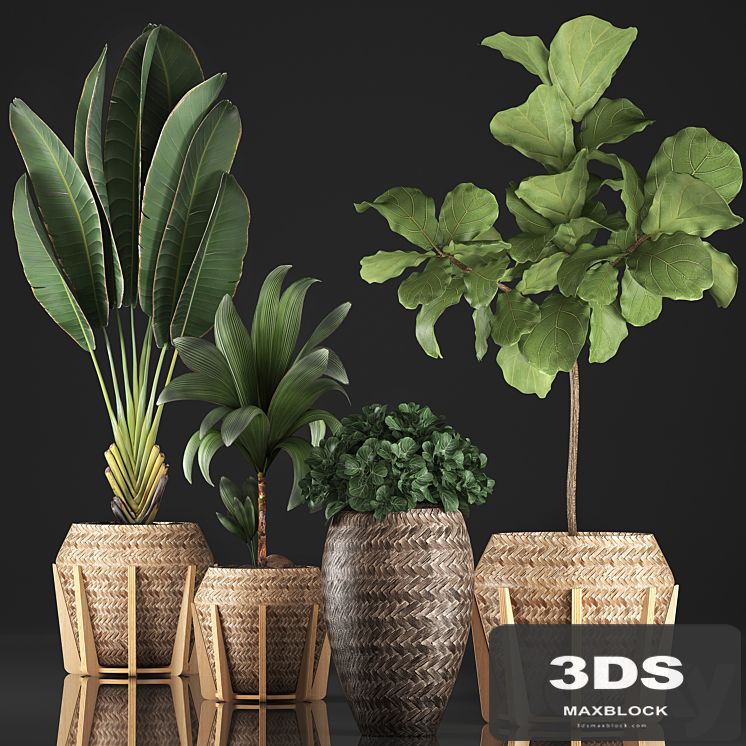 Plant collection 348. Ficus Lyrata, basket, rattan, Ravenala, banana, nucifera coconut, indoor plants, eco design, strelitzia
