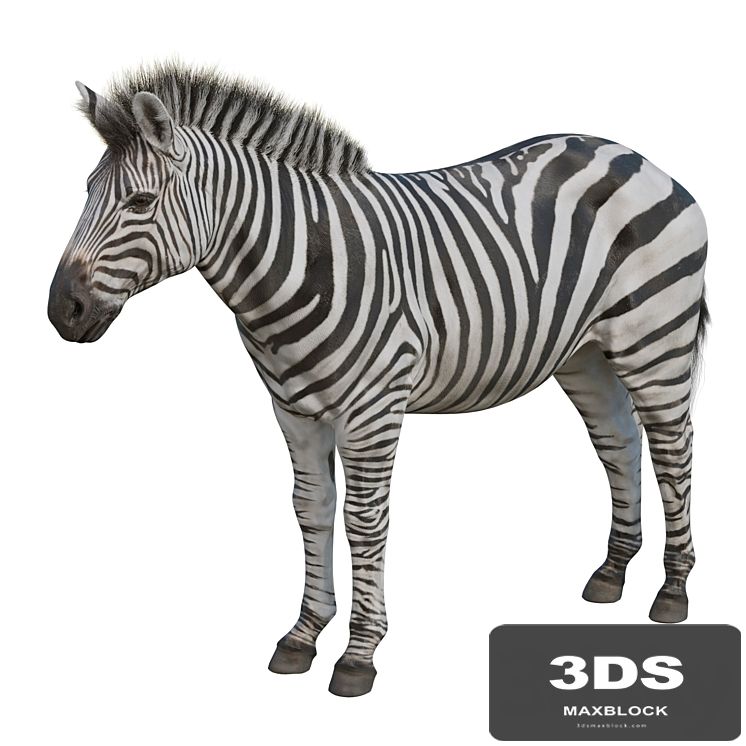 Zebra