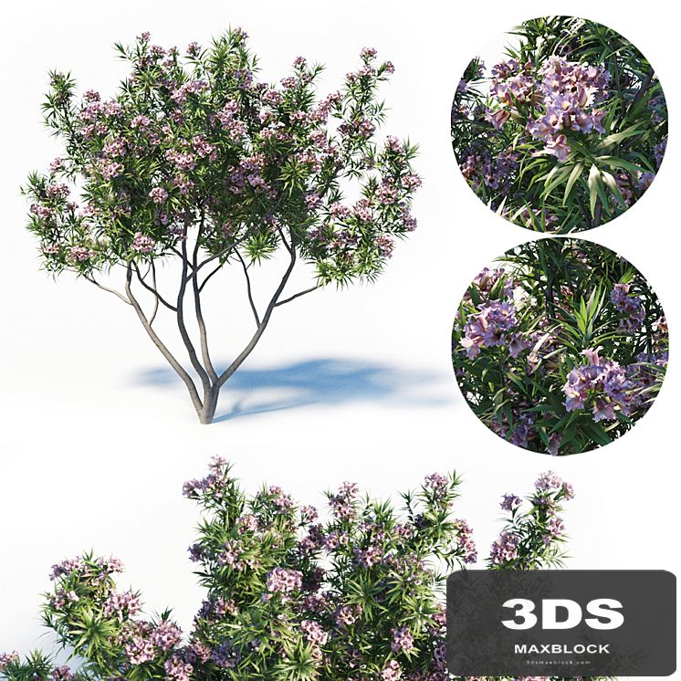 Pink Dawn Tree (Chitalpa Tashkentensis)
