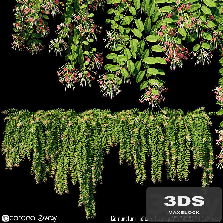 Combretum indicum | Quisqualis indica # 1 (5 Model)