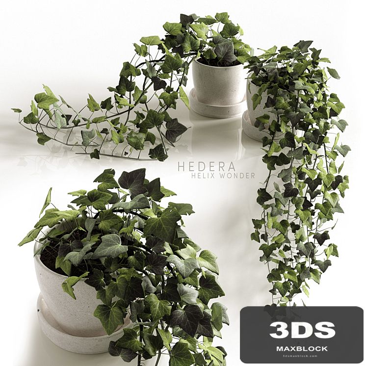 Hedera Helix wonder
