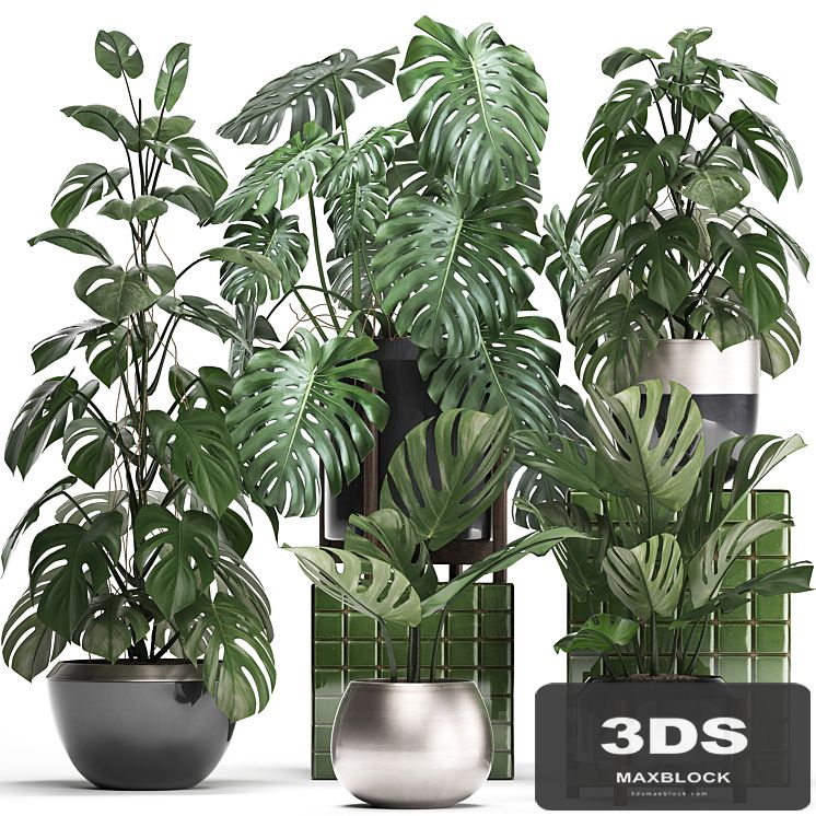 Plant collection 351. Monstera, Set, monstera, pot, flowerpot, indoor plants, luxury, set, eco design, bushes, thickets, leaves
