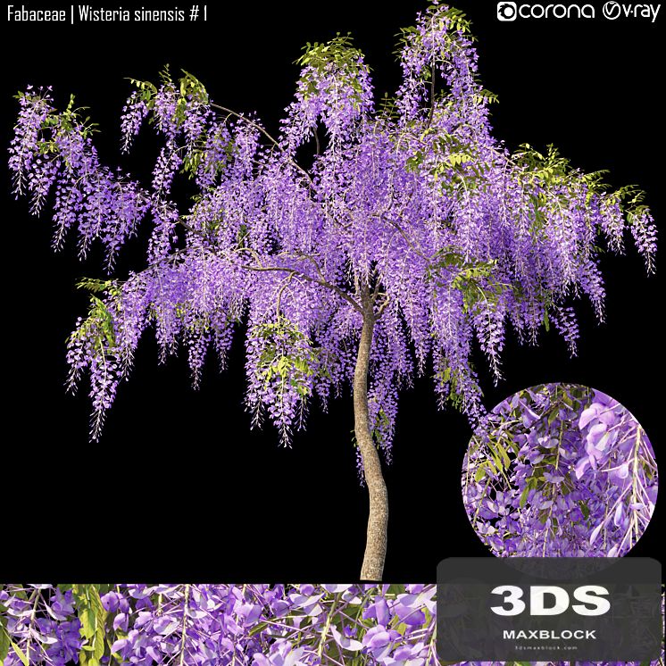 Fabaceae | Wisteria sinensis # 1