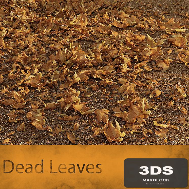 Dead Leaves
