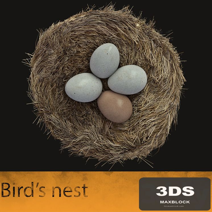 Bird's nest