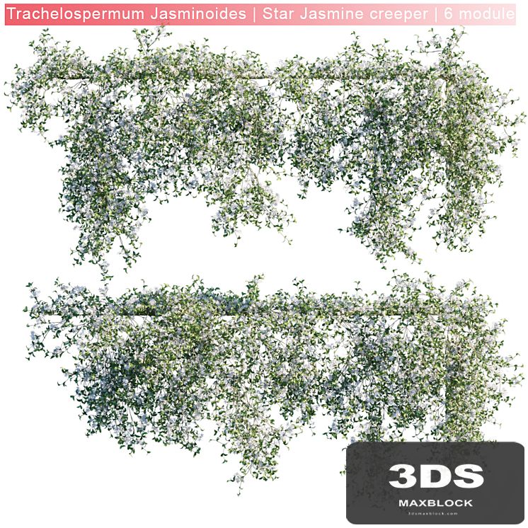 Trachelospermum Jasminoides | Star Jasmine creeper | 6 module