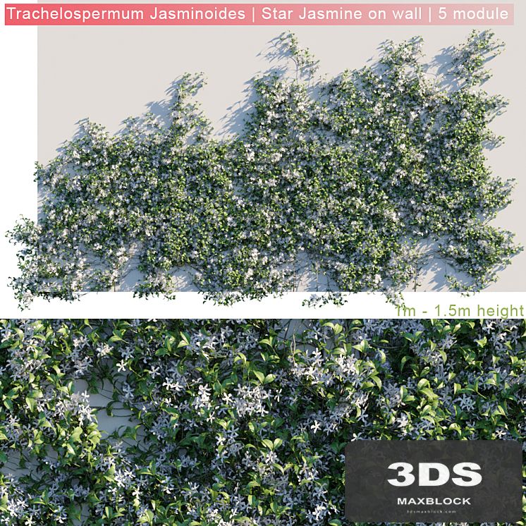 Trachelospermum Jasminoides | Star Jasmine on wall