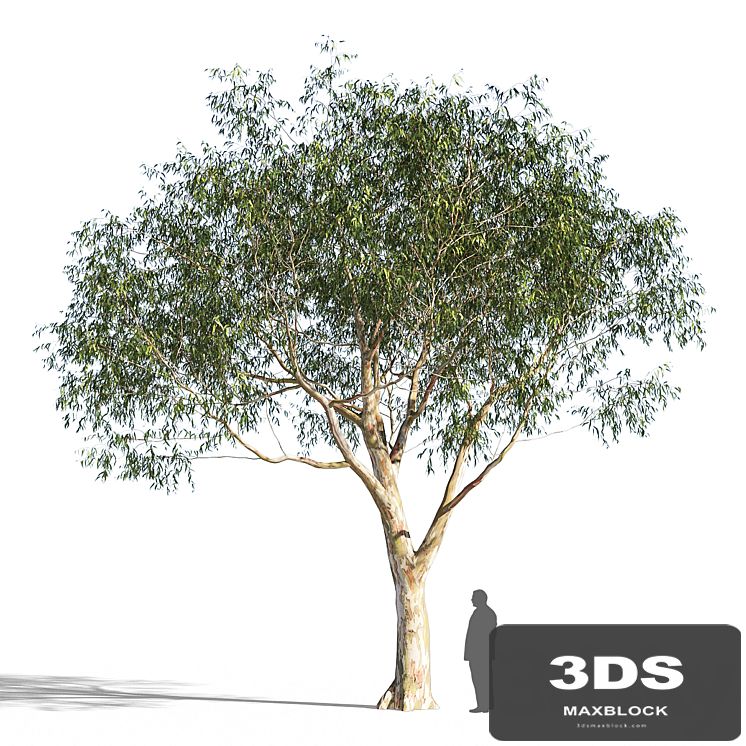 Eucalyptus_3