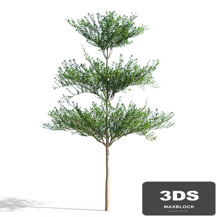 Terminalia mantaly 1