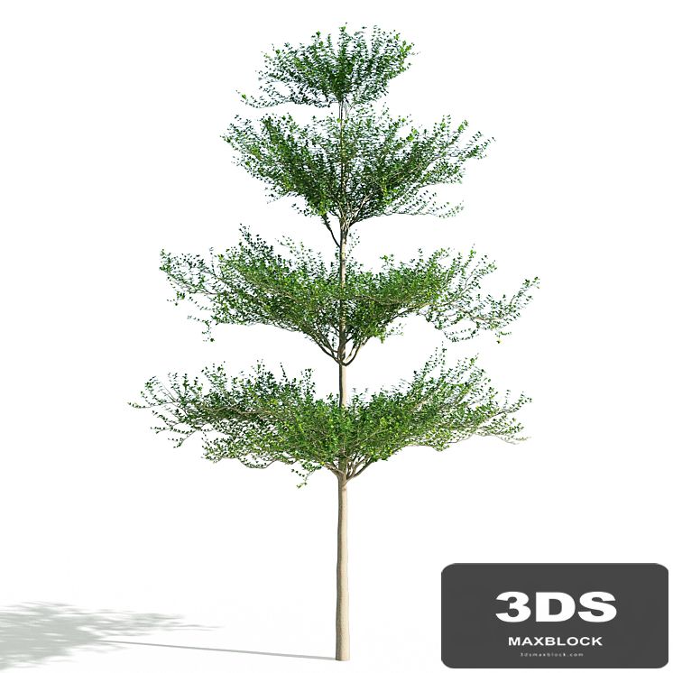 Terminalia mantaly 2