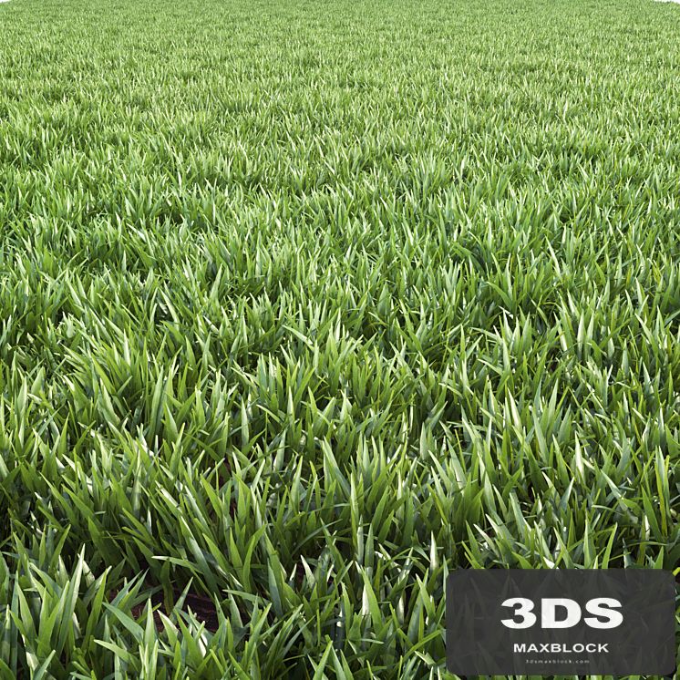 Arch_grass 02