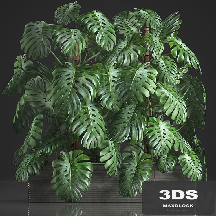 Plant collection 356. Monstera, thickets, bushes, indoor plants, pot, flowerpot, concrete, phytowall, phytomodule, exotic