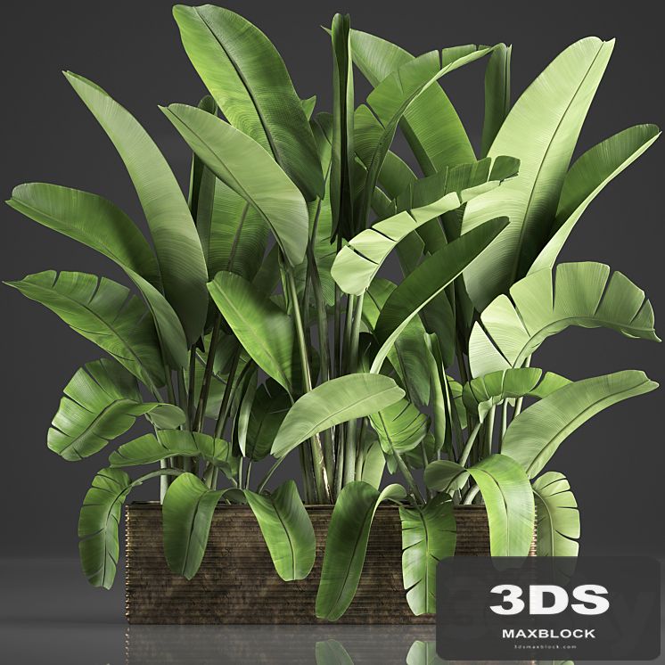 Plant collection 358. Banana, thickets, strelitzia, pot, flowerpot, concrete, indoor plants, strelitzia, exotic