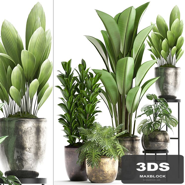 Plant Collection 361. luxury flowerpot, Philodendron, monstera, banana, palm grass, indoor plants, luxury, interior, strelitzia