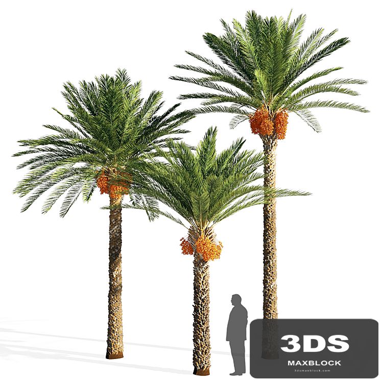 Date palm
