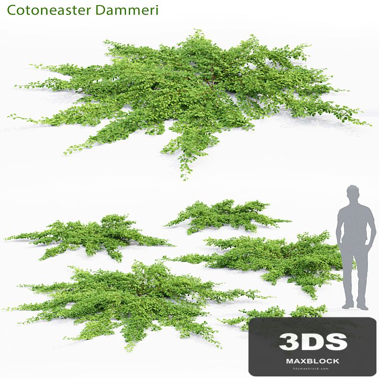 Cotoneaster Dammeri # 2