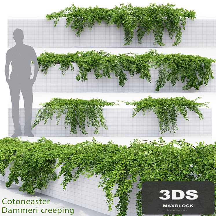 Cotoneaster
